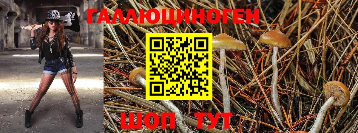 купить наркоту  Галлюциногенные грибы Cubensis  Вход с VPN  Котовск  Галлюциногенные грибы Psilocybine cubensis 