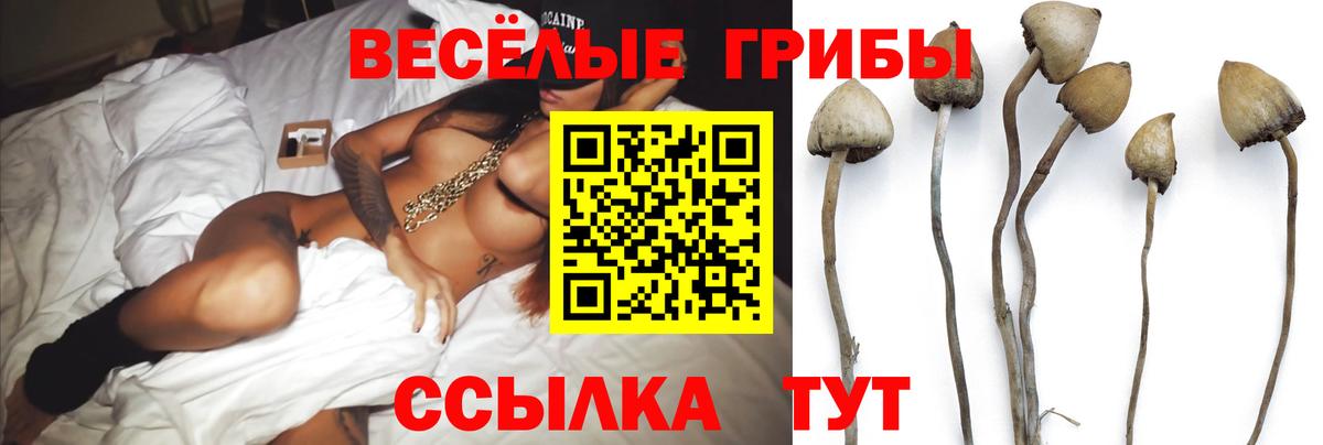 Псилоцибиновые грибы GOLDEN TEACHER Котовск